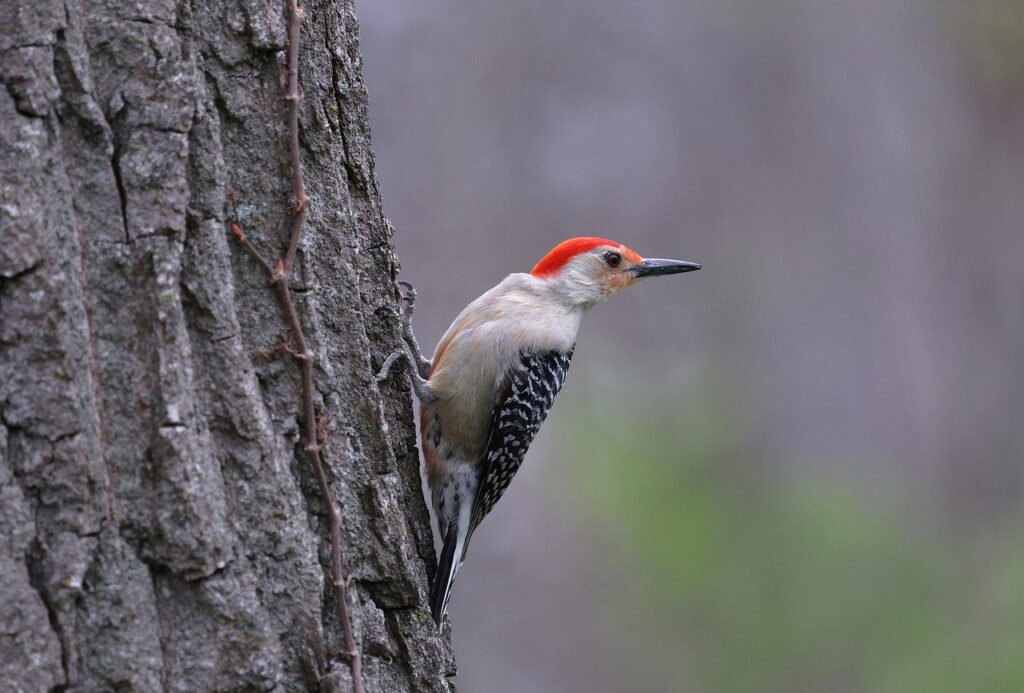 red bellied woodpecker 9583645 1280